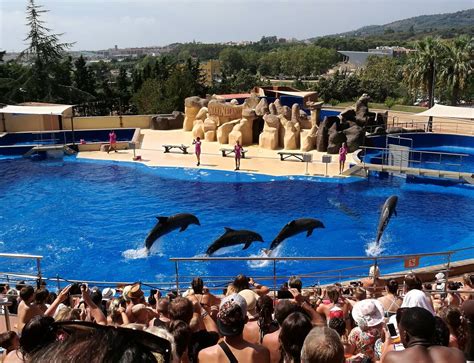 lutron marine palma majorca|MARINELAND MAJORCA: All You Need to Know BEFORE You .